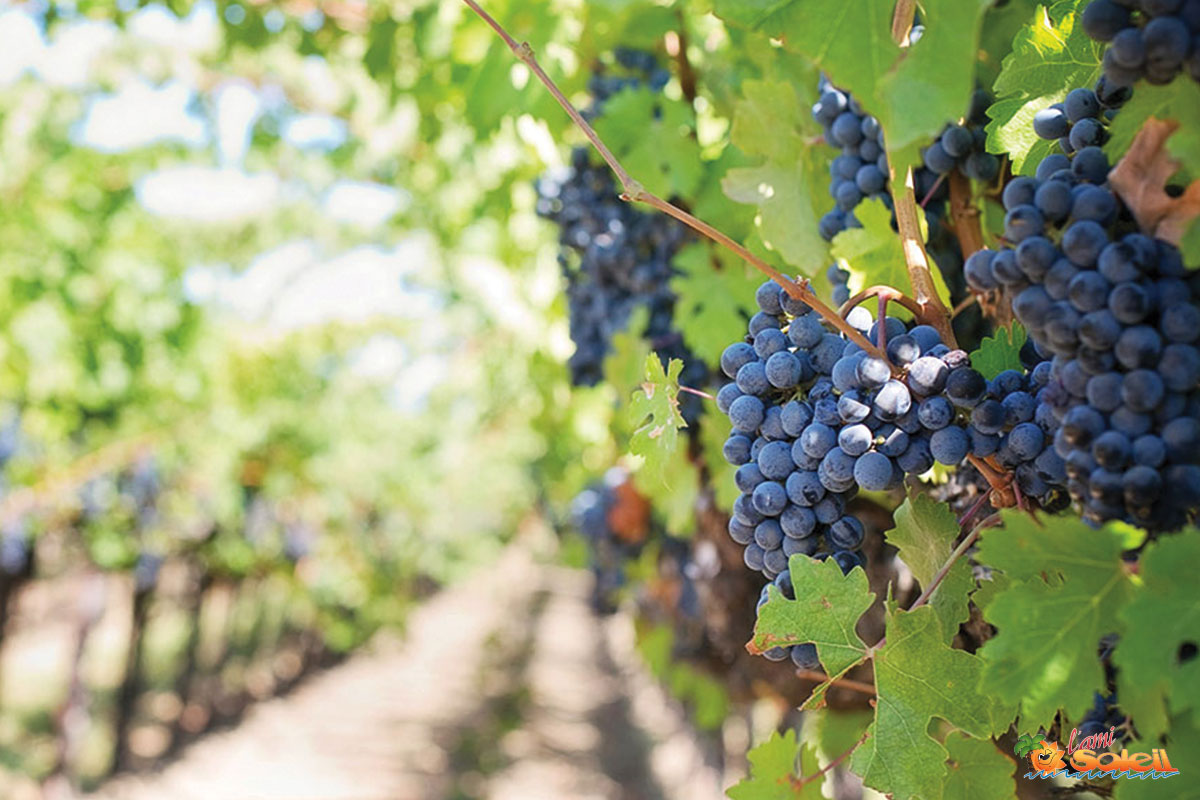 marche specialite culinaire provence 10