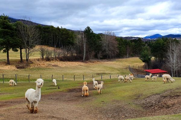 # L'ALPIN MALIN - immersion dans les Alpes Mayas !